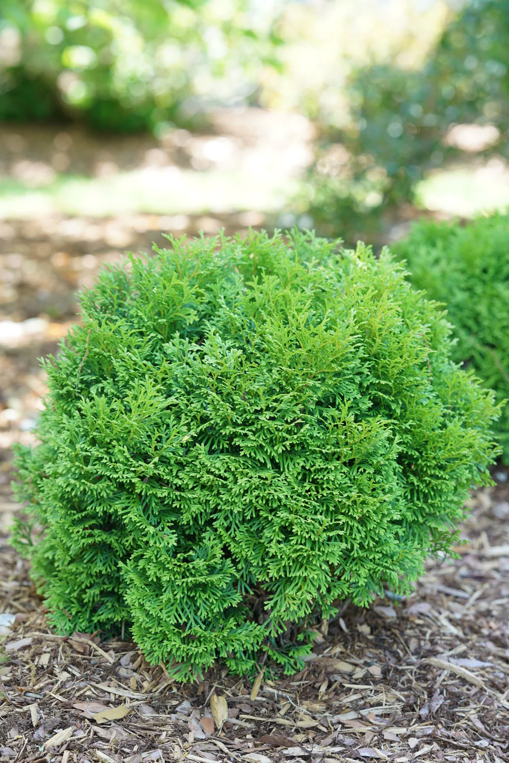 Tater Tot® Arborvitae Thuja - Image 3