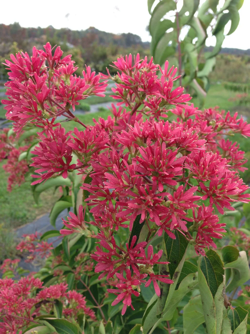 Temple of Bloom® Seven-Son Flower - Image 2