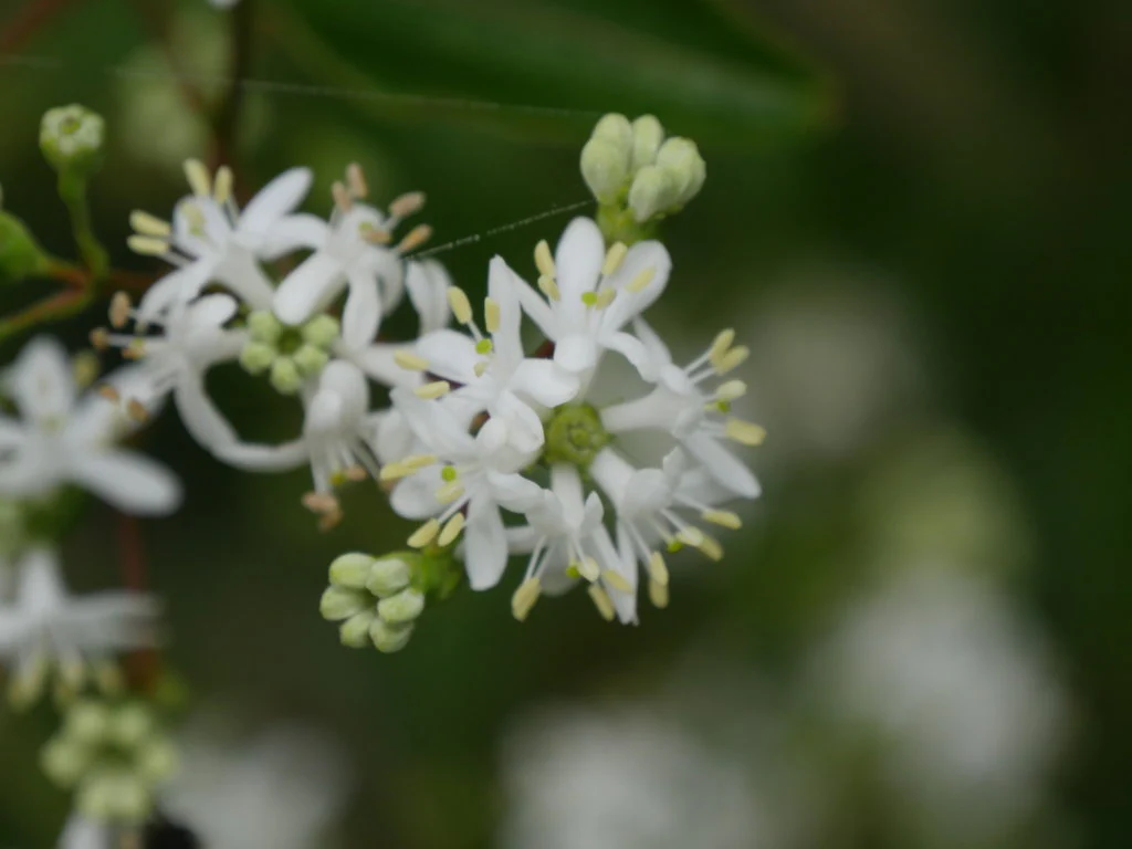 Temple of Bloom® Seven-Son Flower - Image 3