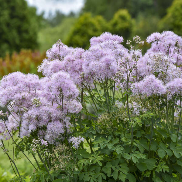 Thalictrum 'Cotton Candy' | Proven Winners®