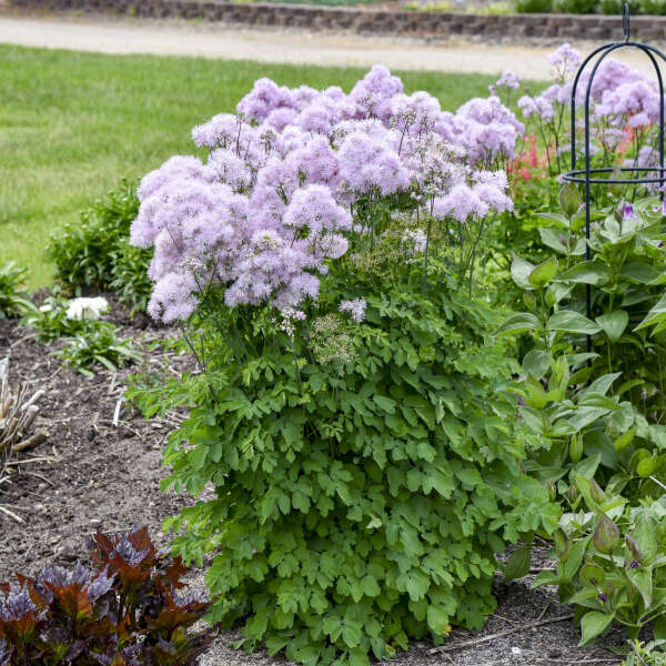 Thalictrum 'Cotton Candy' | Proven Winners® - Image 2