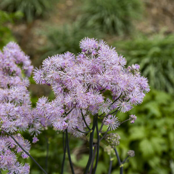 Thalictrum 'Cotton Candy' | Proven Winners® - Image 3