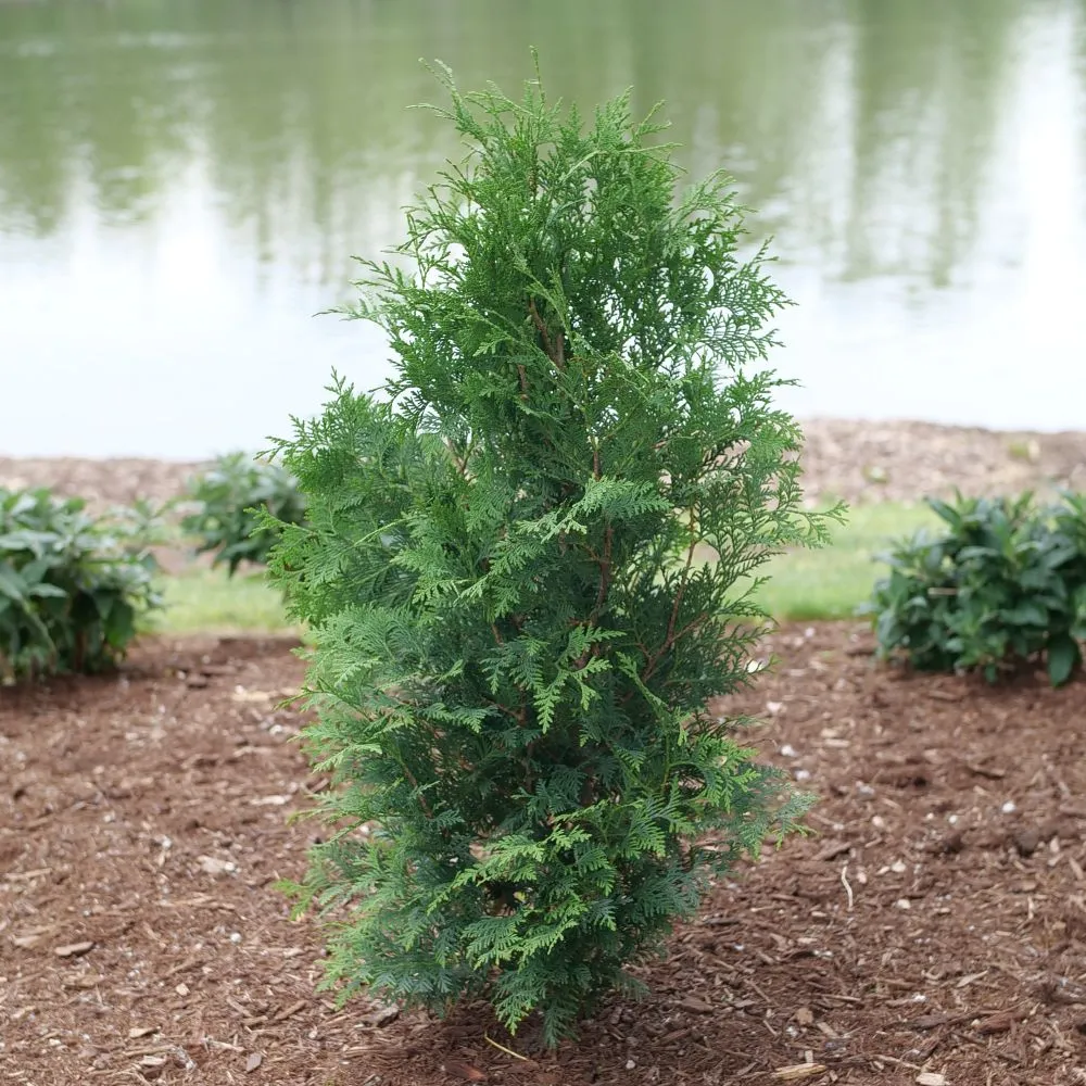 SASQUATCH™ Dark Green Thuja occid | Proven Winners®
