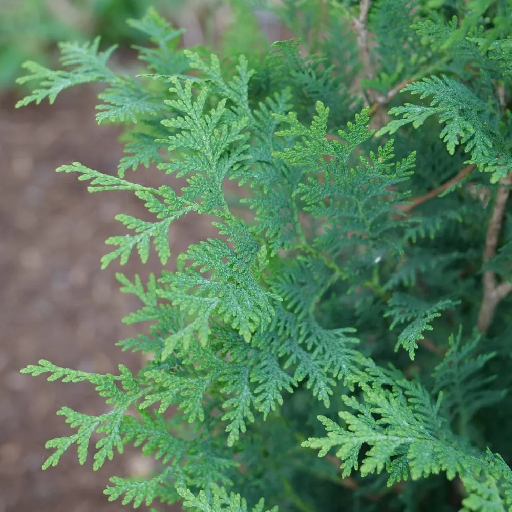 SASQUATCH™ Dark Green Thuja occid | Proven Winners® - Image 2