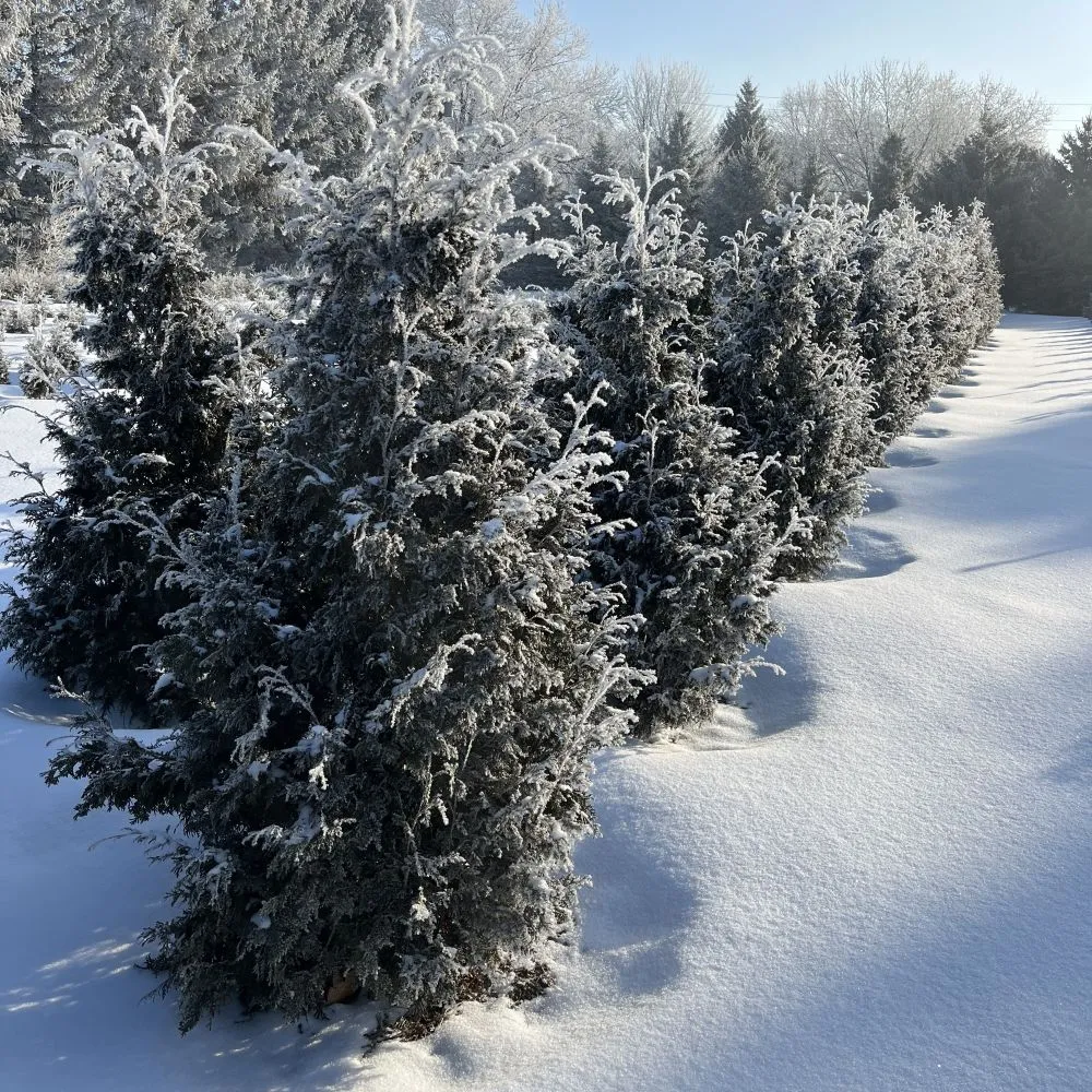 SASQUATCH™ Dark Green Thuja occid | Proven Winners® - Image 3