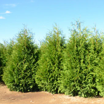 SASQUATCH™ Dark Green Thuja occid | Proven Winners® - Image 4