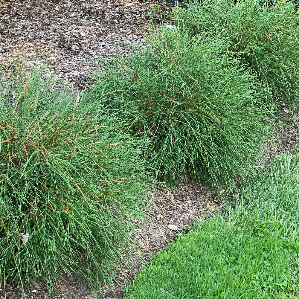 WHIP IT GOOD® Thuja occid | Proven Winners®