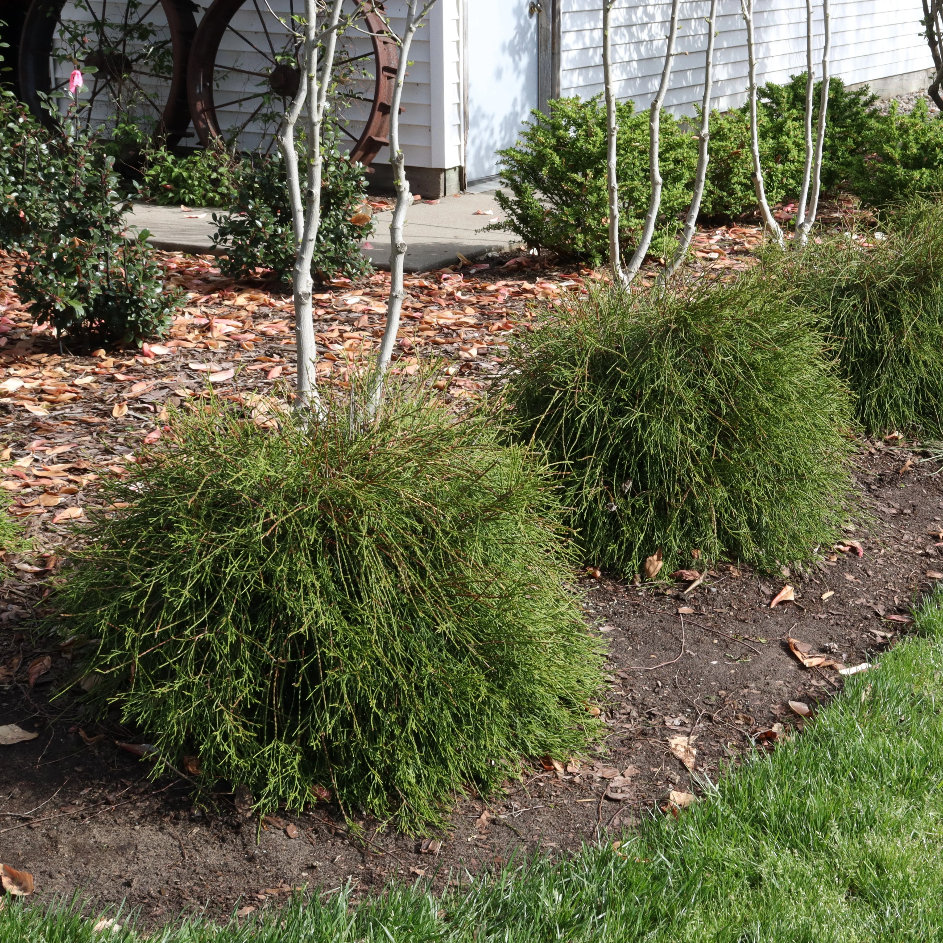 WHIP IT GOOD® Thuja occid | Proven Winners® - Image 2