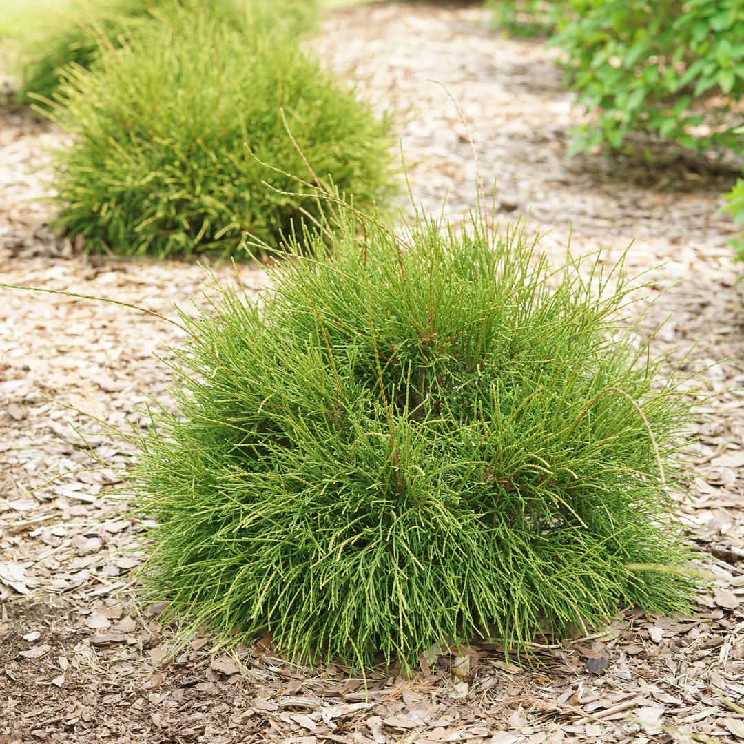 WHIP IT GOOD® Thuja occid | Proven Winners® - Image 3