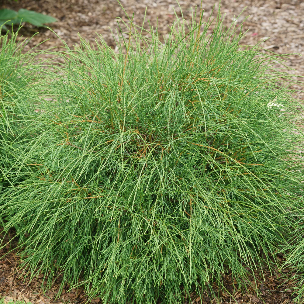 WHIP IT GOOD® Thuja occid | Proven Winners® - Image 4