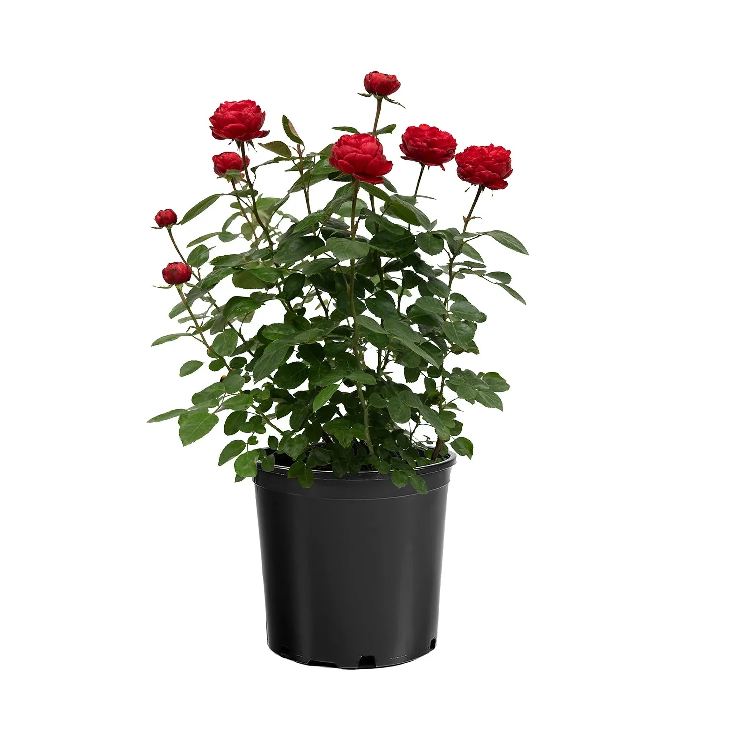 Tiamo™ Rose | Star® Roses - Image 3
