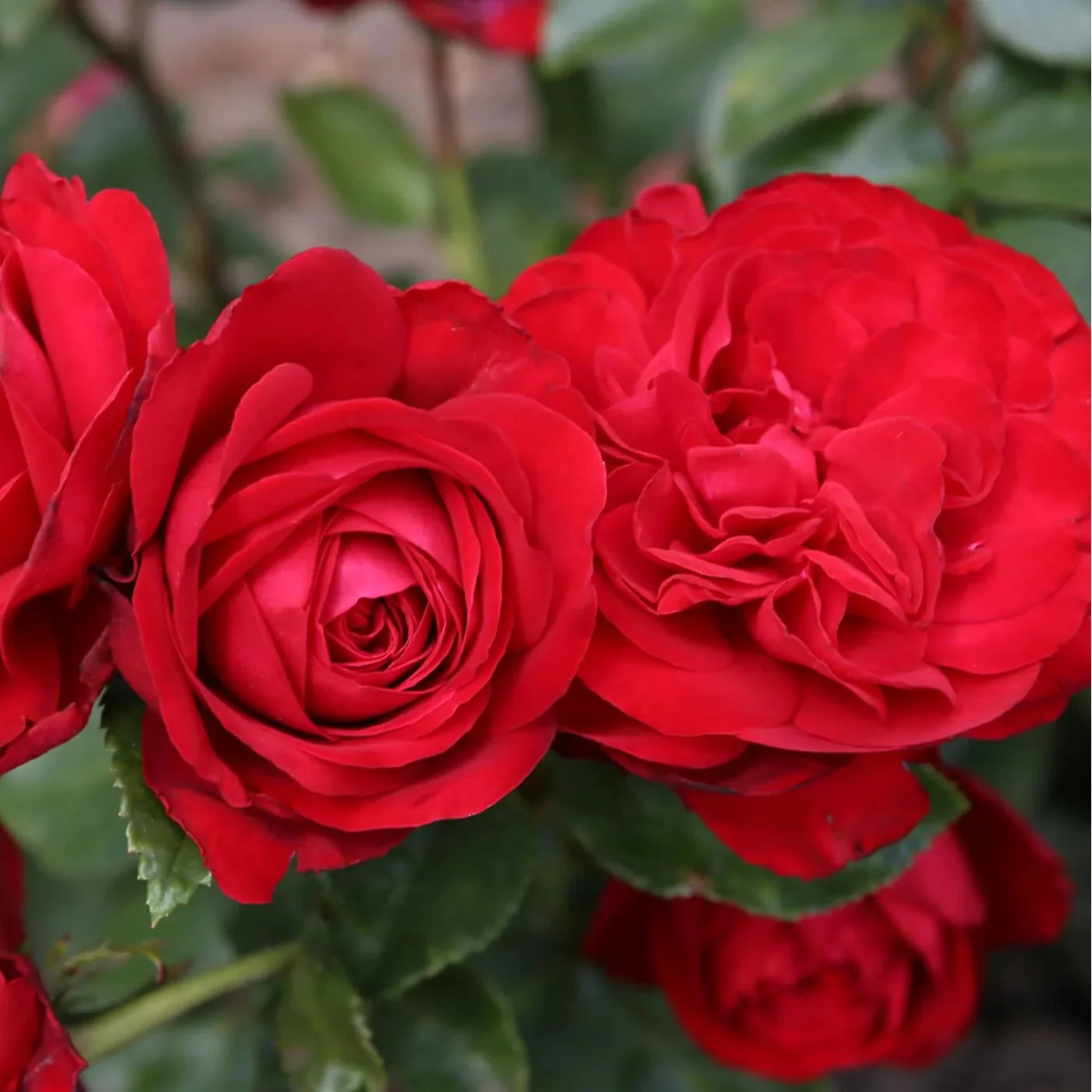 Tiamo™ Rose | Star® Roses - Image 4