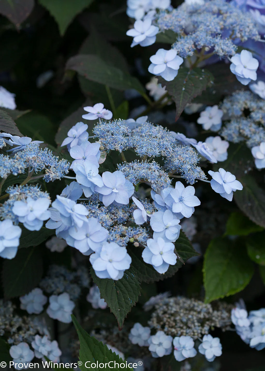 Tiny Tuff Stuff™ Mountain Hydrangea - Image 2