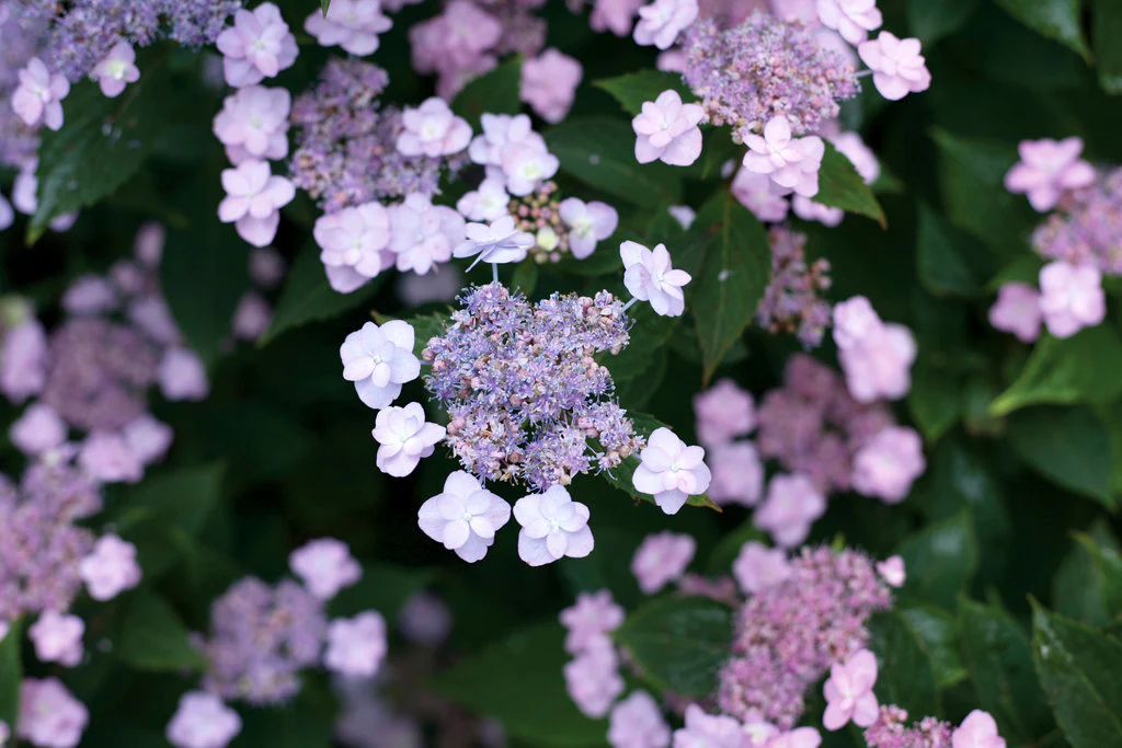 Tiny Tuff Stuff™ Mountain Hydrangea - Image 3