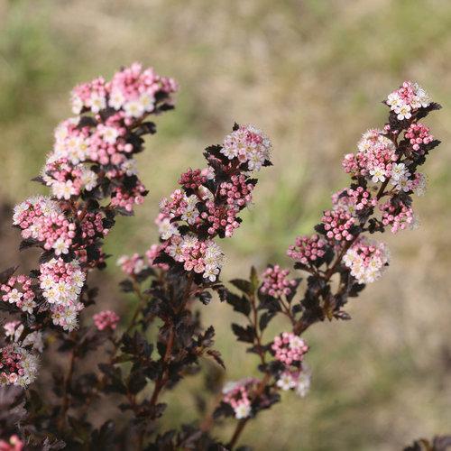 TINY WINE® Ninebark | Proven Winners® - Image 3