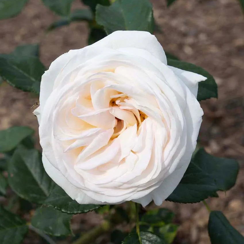 Top Cream™ Rose | Star® Roses - Image 3