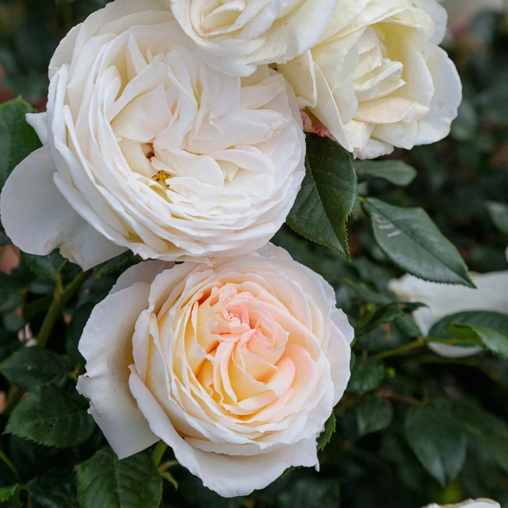 Top Cream™ Rose | Star® Roses - Image 4
