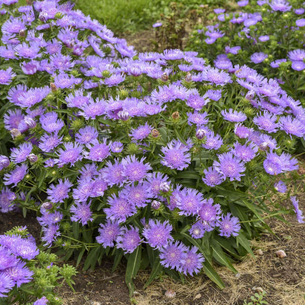 TOTALLY STOKED™ Stokesia laevis 'Riptide' | Proven Winners®