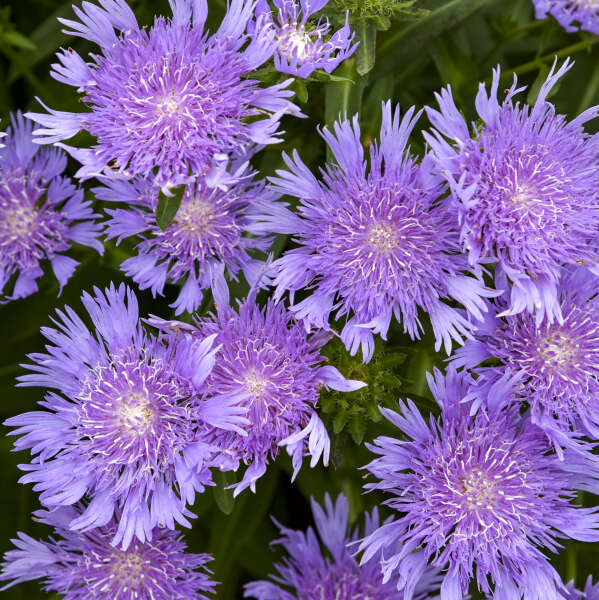 TOTALLY STOKED™ Stokesia laevis 'Riptide' | Proven Winners® - Image 2
