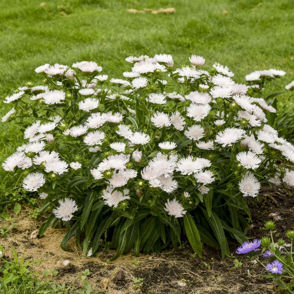 TOTALLY STOKED™ Stokesia laevis 'Whitecaps' | Proven Winners®