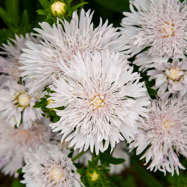TOTALLY STOKED™ Stokesia laevis 'Whitecaps' | Proven Winners® - Image 2