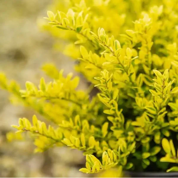Touch of Gold® Holly - Image 3