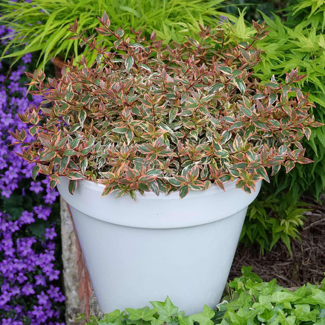 TRES AMIGOS™ Abelia - Image 4