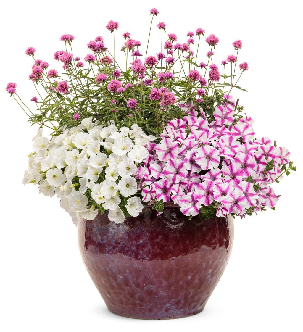 Truffula™ Pink Gomphrena | Proven Winners® - Image 3