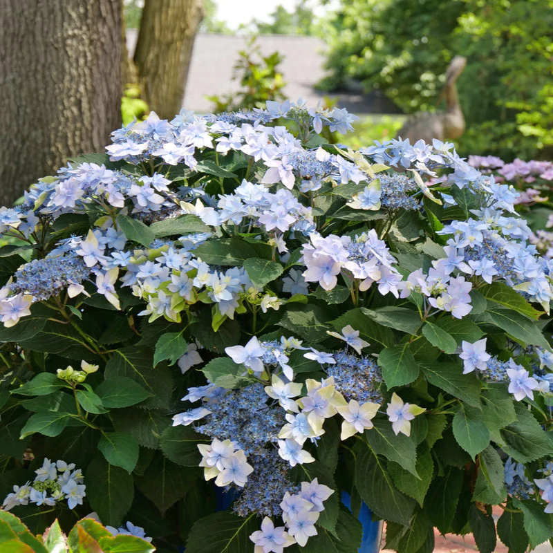 TUFF STUFF Ah-Ha® Mountain Hydrangea