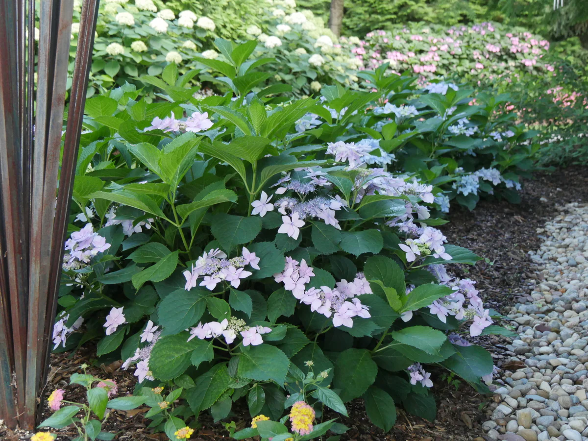 TUFF STUFF Ah-Ha® Mountain Hydrangea - Image 2