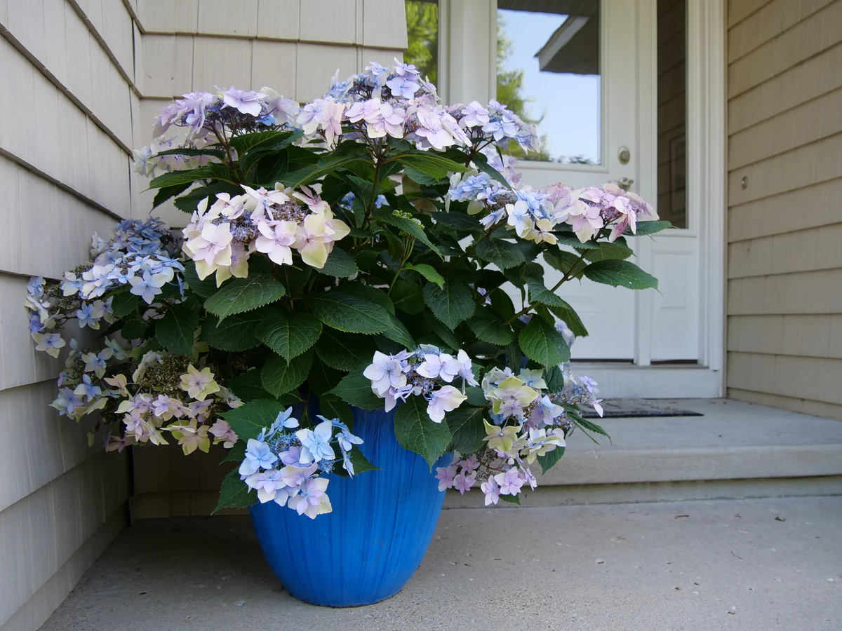 TUFF STUFF Ah-Ha® Mountain Hydrangea - Image 3