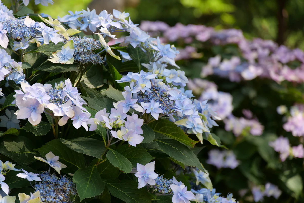 TUFF STUFF Ah-Ha® Mountain Hydrangea - Image 4