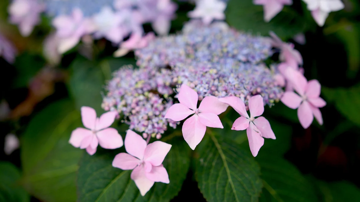 TUFF STUFF Ah-Ha® Mountain Hydrangea - Image 5