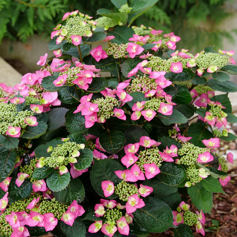 TUFF STUFF TOP FUN™ Mountain Hydrangea - Image 3