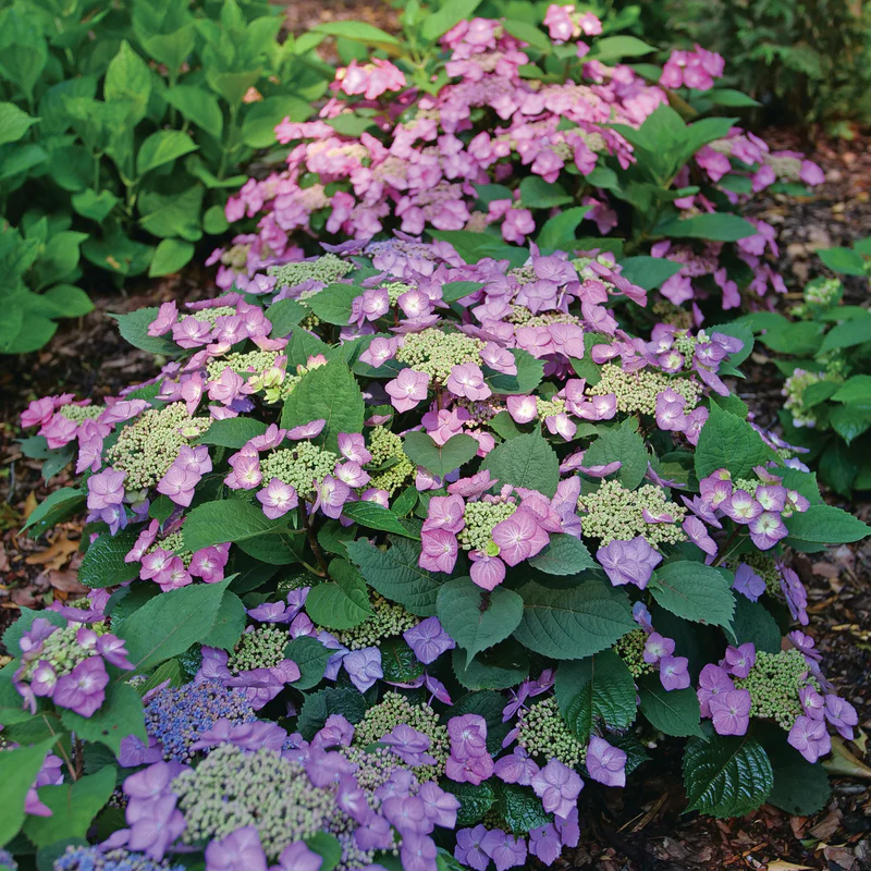 TUFF STUFF TOP FUN™ Mountain Hydrangea - Image 4