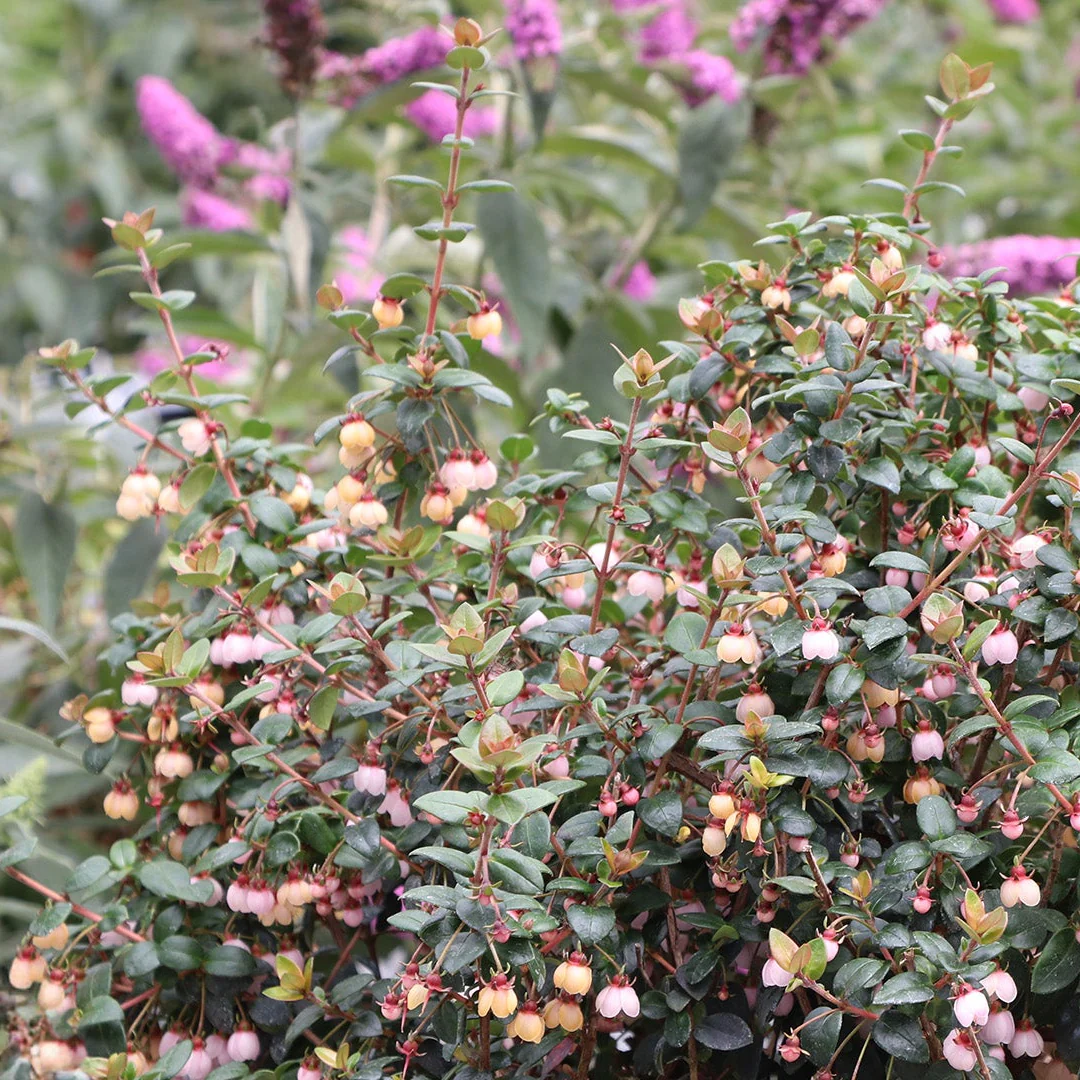 CANDYBOX™ Chilean Guava | Proven Winners® - Image 3
