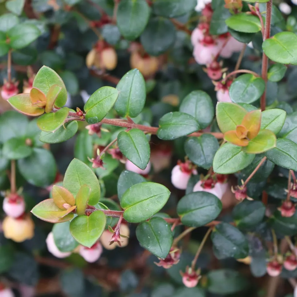 CANDYBOX™ Chilean Guava | Proven Winners® - Image 4