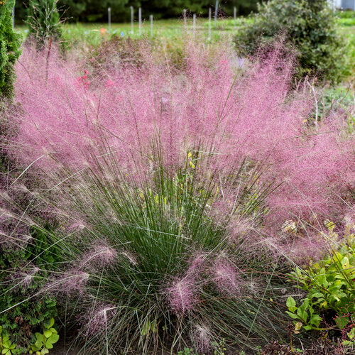 UNDAUNTED® Muhly Grass | Creekside Champions™ - Image 2