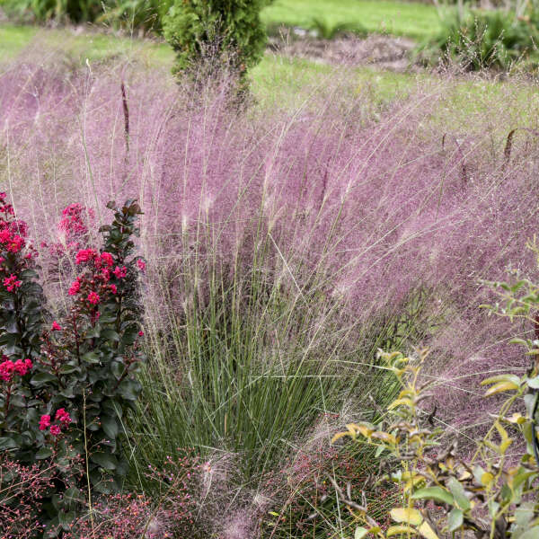 UNDAUNTED® Muhly Grass | Creekside Champions™ - Image 3
