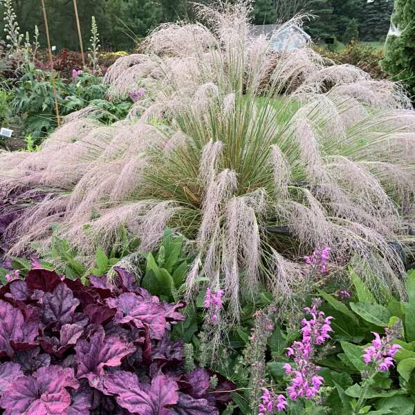 UNDAUNTED® Muhly Grass | Creekside Champions™ - Image 4