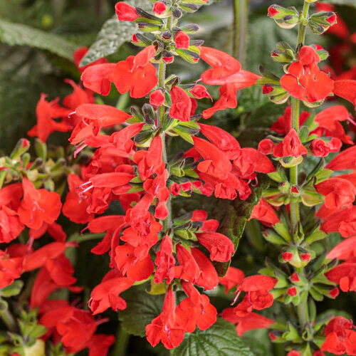 Unplugged® Red Salvia | Proven Winners®