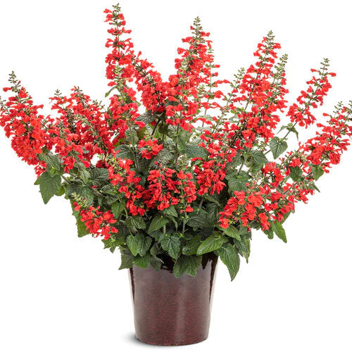 Unplugged® Red Salvia | Proven Winners® - Image 2