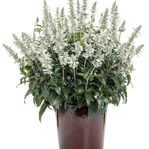 Unplugged® White Salvia | Proven Winners® - Image 2