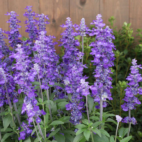 Unplugged® So Blue™ salvia | Proven Winners® - Image 2