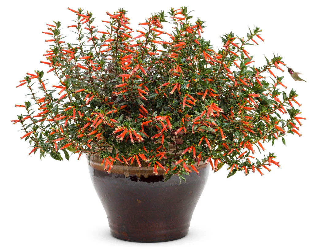 Vermillionaire® Large Firecracker Plant Cuphea | Proven Winners® - Image 2