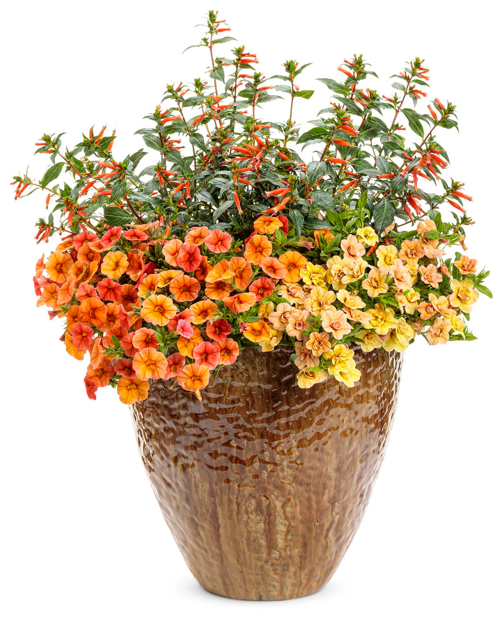 Vermillionaire® Large Firecracker Plant Cuphea | Proven Winners® - Image 3