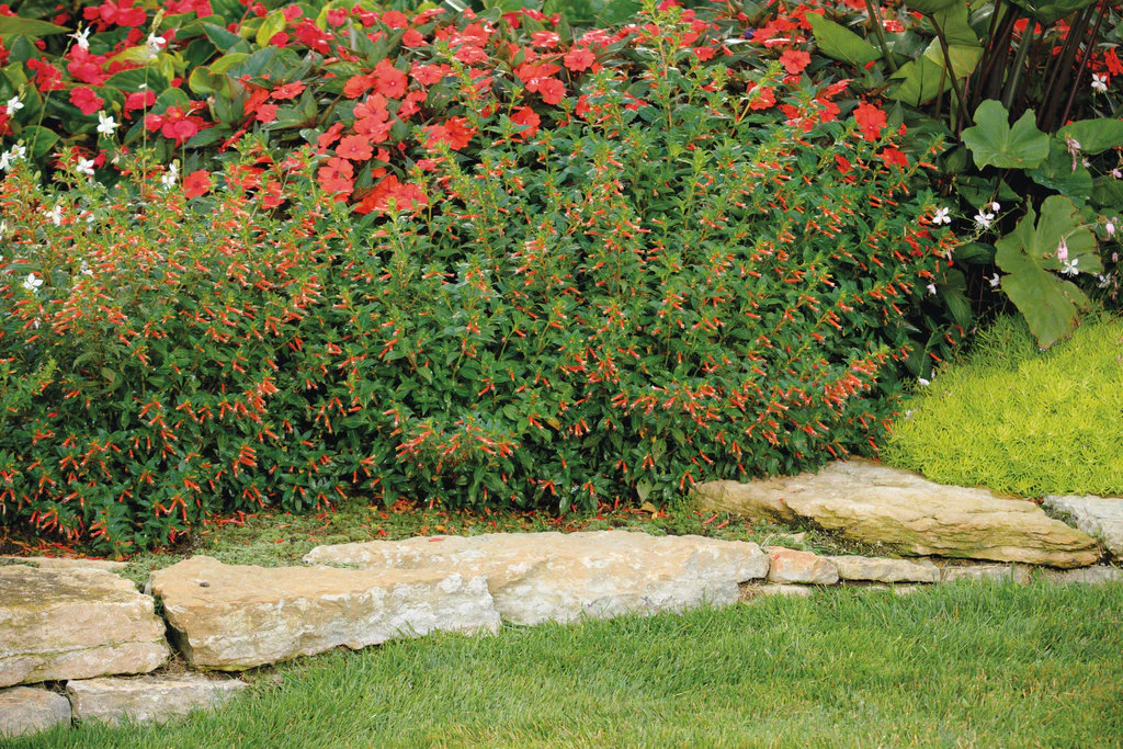 Vermillionaire® Large Firecracker Plant Cuphea | Proven Winners® - Image 4