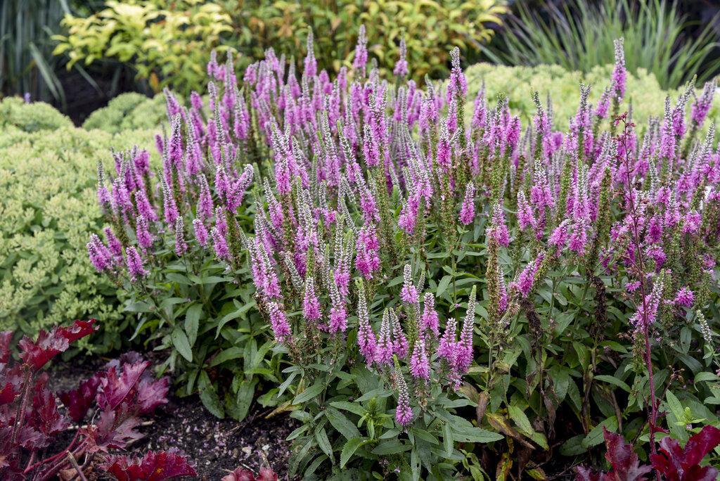 Veronica Magic Show® 'Pink Potion' | Proven Winners® - Image 3
