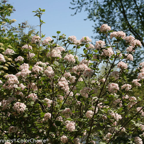 SPICE GIRL® Koreanspice viburnum Proven Winners®