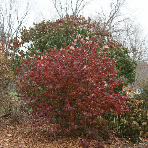 SPICE GIRL® Koreanspice viburnum Proven Winners® - Image 2